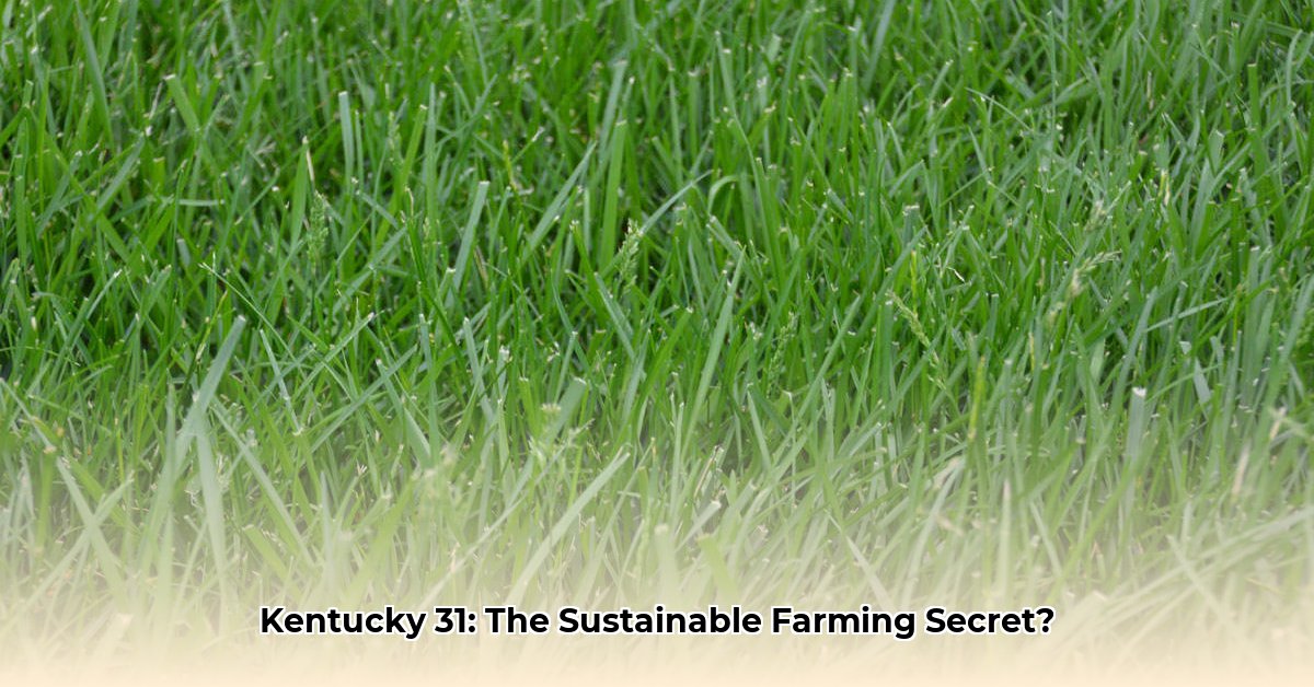 kentucky-31-grass-seed-tractor-supply